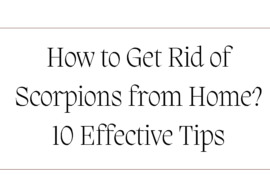 How to Get Rid of Scorpions from Home